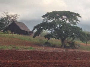 Tobacco Field and Drying Hut - Vinales